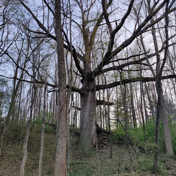 Westwood Park Picture 8