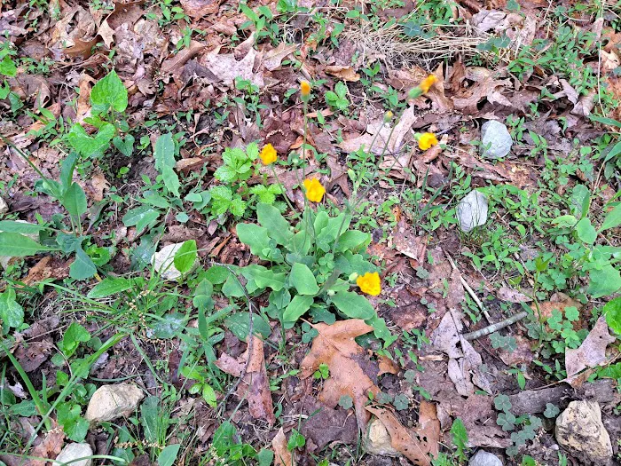 Bear Creek Camp Picture 8