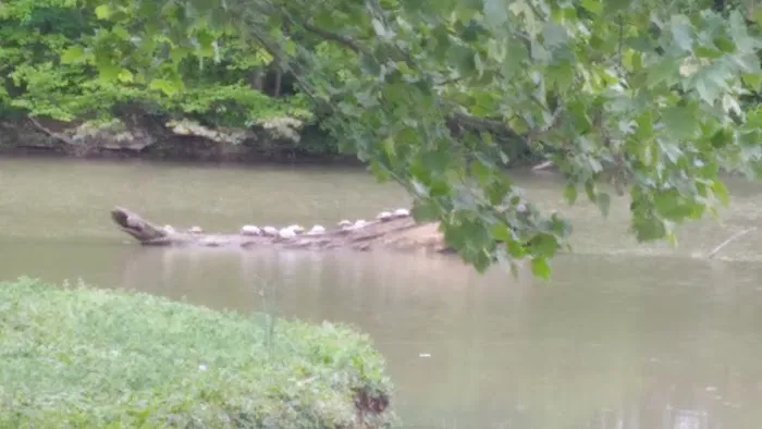 Lake Shelby Picture 2