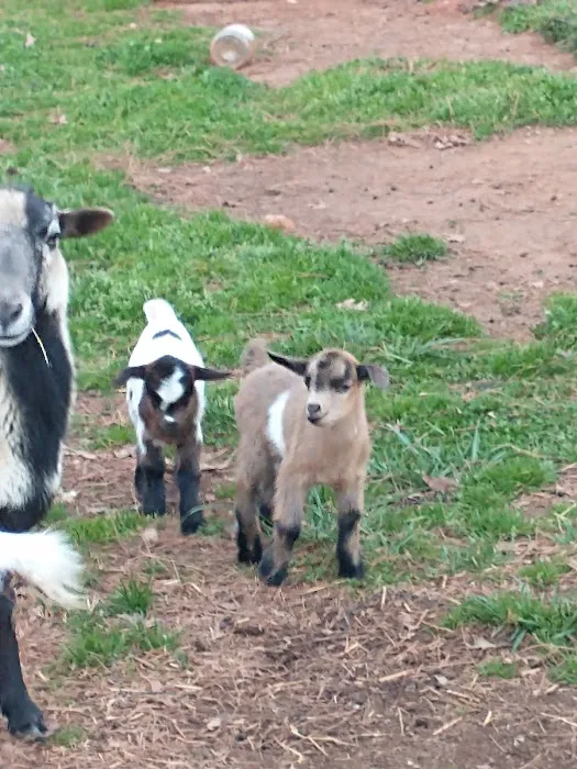 Mansfield RV Park Picture 10