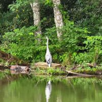 River Life Village ico