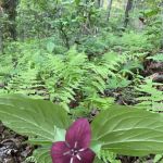 The Hideaway at Terra Nova Center