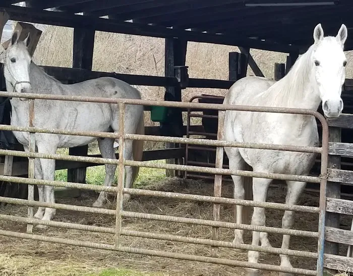 Rock Bottom Horse Camp Picture 2