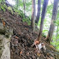 Goat mountain tVA ico