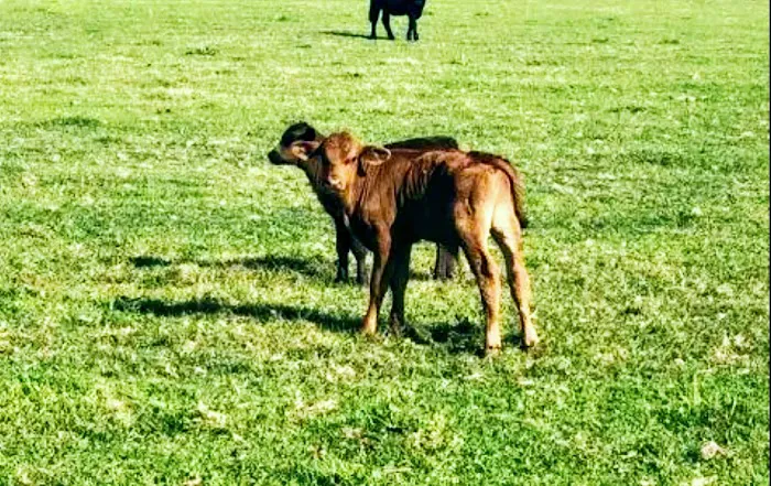 Hidden Creek Farm and Camping Pitch Picture 9