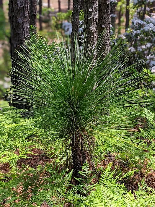 Sand Hills State Forest / Sugarloaf Mountain Picture 6