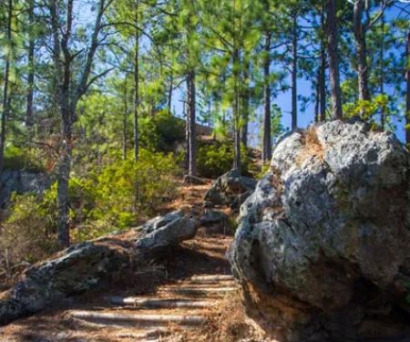 Sand Hills State Forest / Sugarloaf Mountain