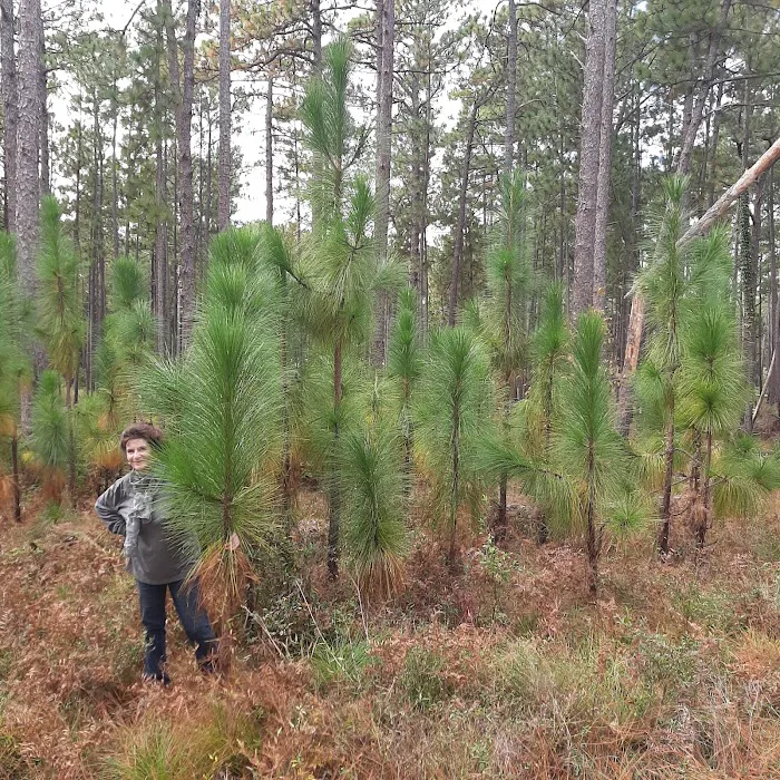 Cheraw State Park Cabins Picture 5
