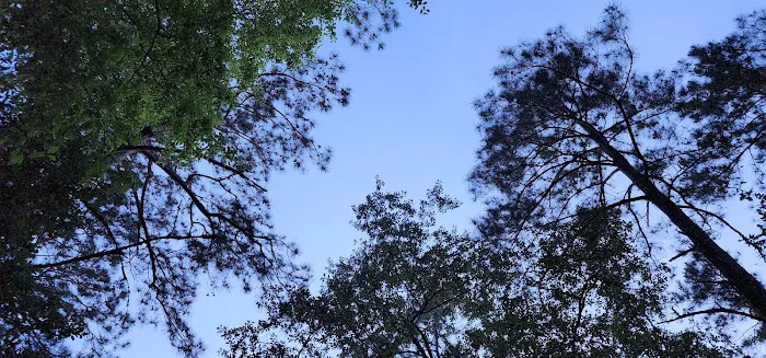 Cheraw Campground Picture 4