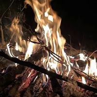 Bitter TEA Acres ico