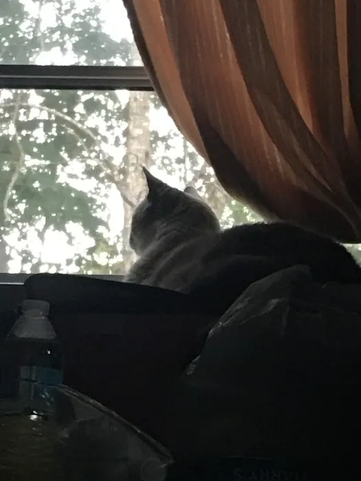 Bitter TEA Acres Picture 3