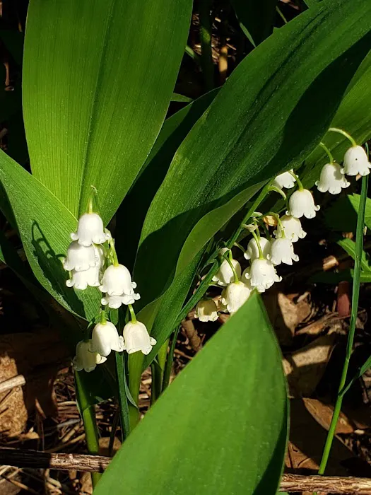 Evergreen Campgrounds Picture 4