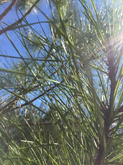 Evergreen Campgrounds Picture 6