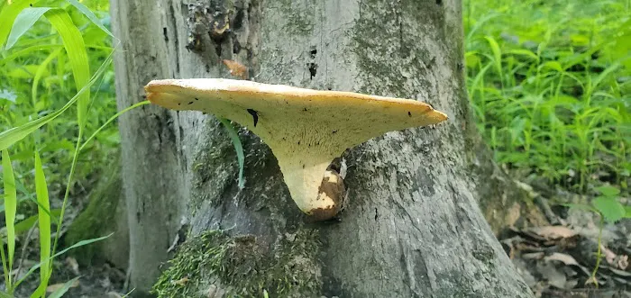 Oxbow Campground Picture 9