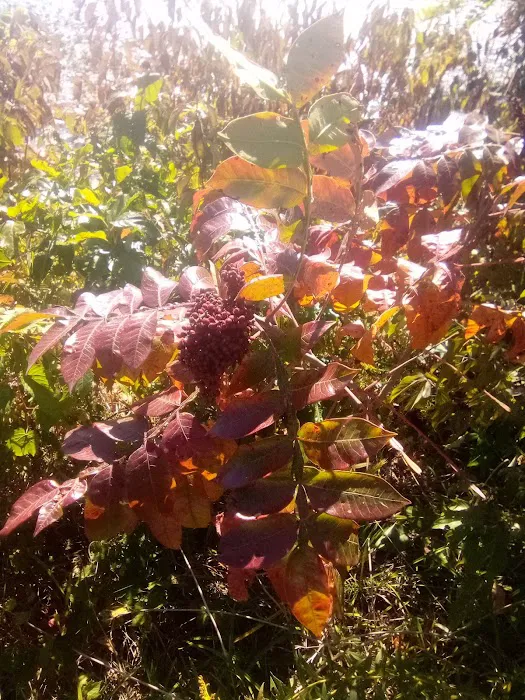 Camp Withers Picture 9