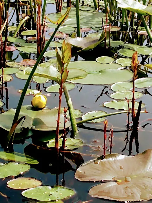 Cranberry Lake Campgrounds Picture 10