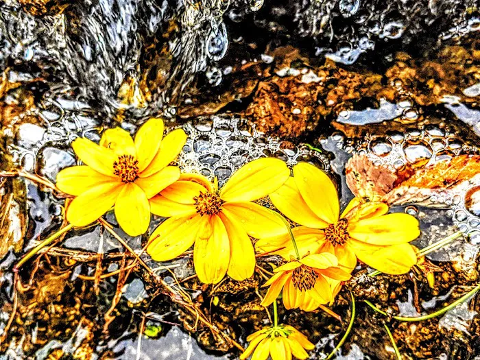 Spirit Springs Campground Picture 9