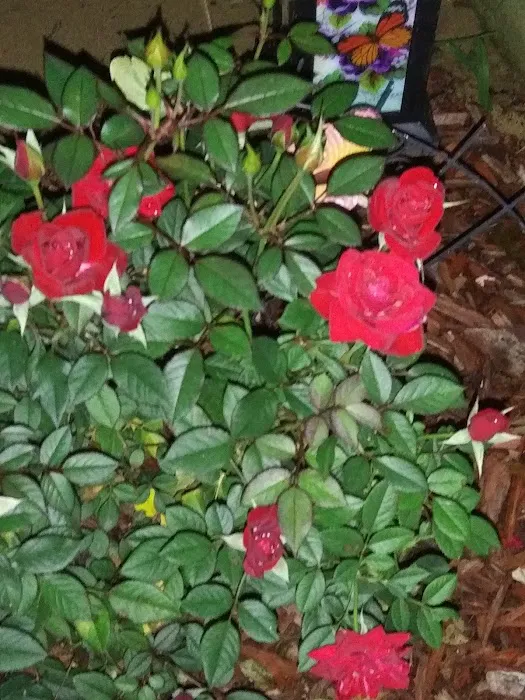 Shelp's Resort & RV Campground Picture 7