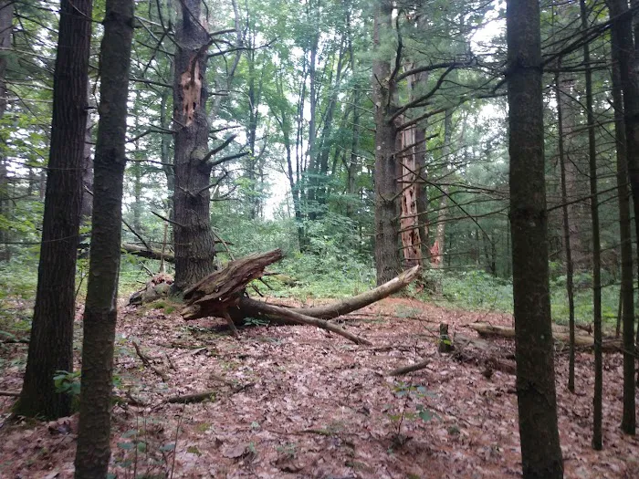 Yankee Springs Deep Lake Rustic Campground Picture 7