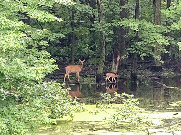 Welcome Woods Campground Picture 3