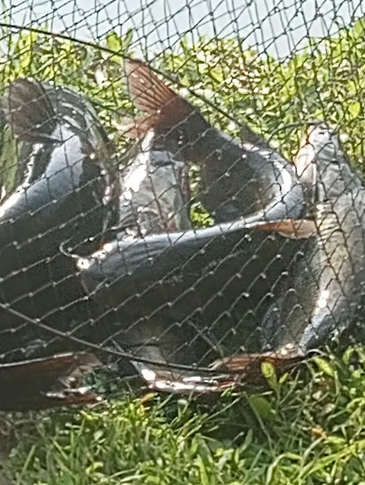 Springhill Campground Picture 8