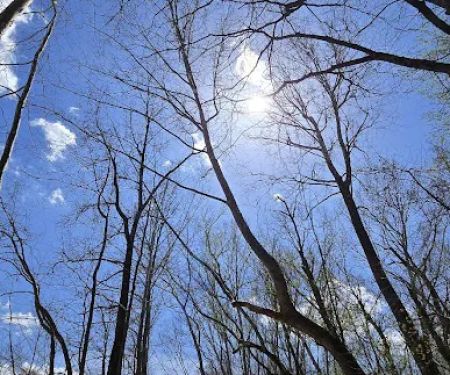 Callis Grove Campground