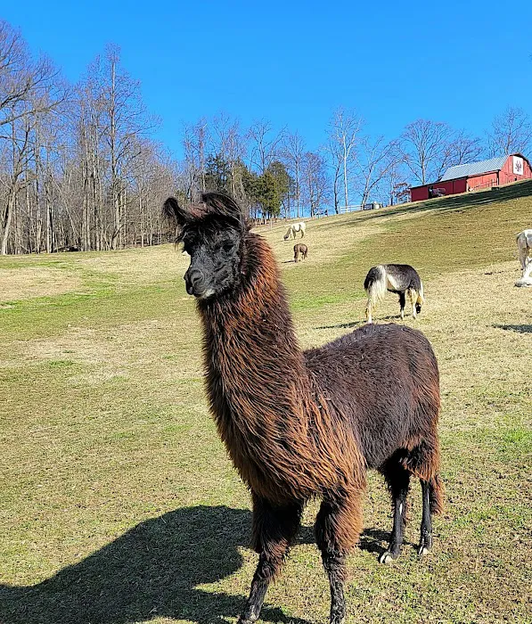Lazy Llama Campground Picture 9