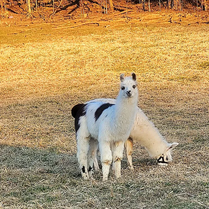 Lazy Llama Campground Picture 7