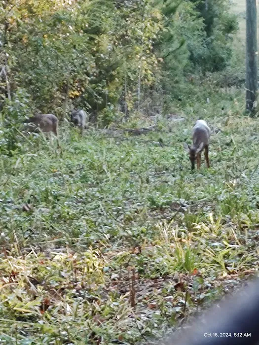 Leach Homestead campground Picture 7