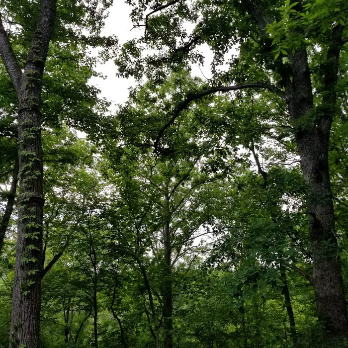 Power House Rd Cabins Picture 3