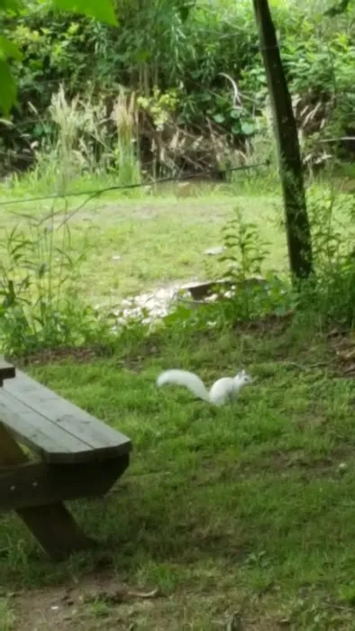 Back Yard Campground Picture 9