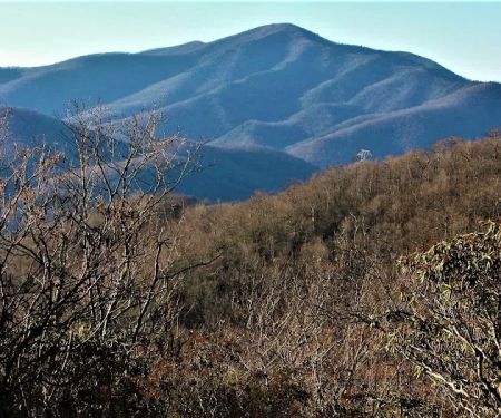 Ash Grove Mountain Cabins & Camping