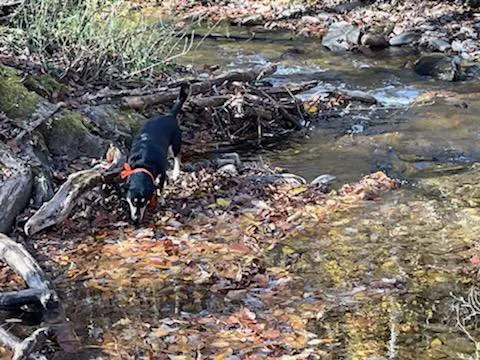 KUYKENDALL GROUP CAMPGROUND Picture 4