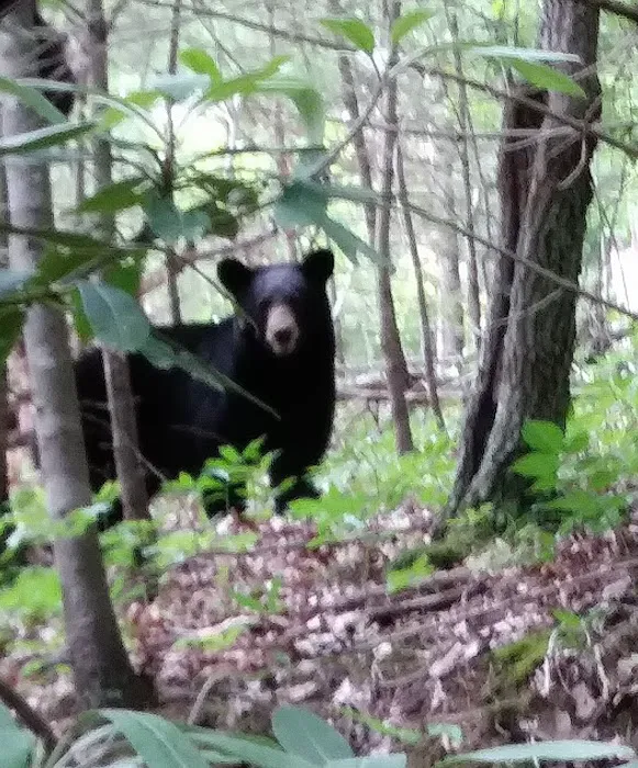 Campfire Lodgings Picture 6