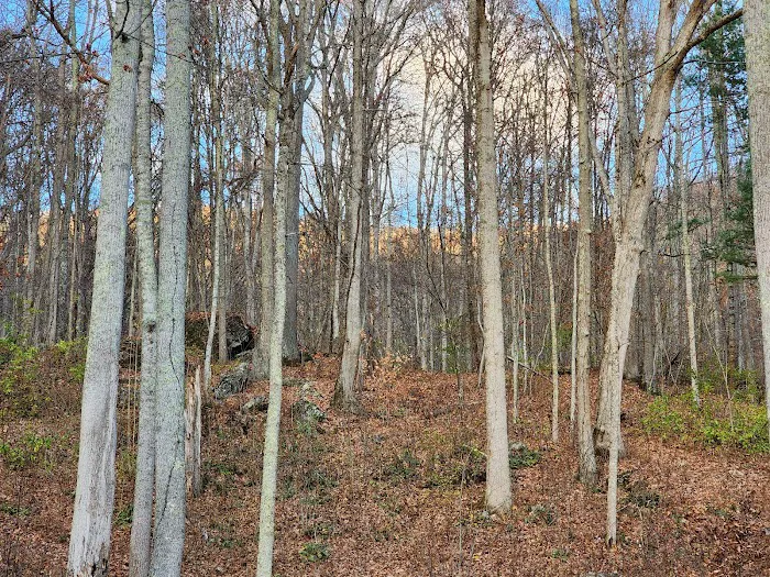 Pioneer Plunge Picture 4