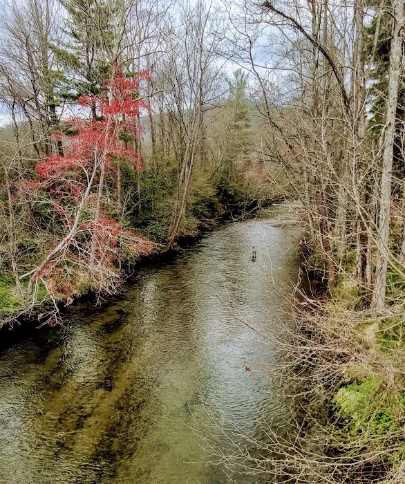 Davidson River Campground Picture 7