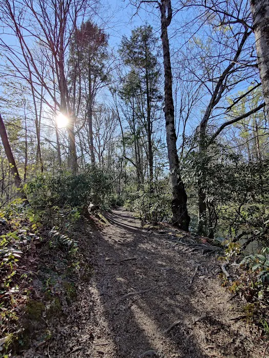 Davidson River Campground Picture 3