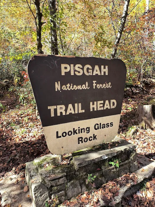 Davidson River Campground Picture 1