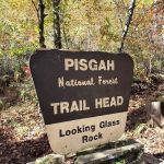 Davidson River Campground