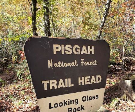 Davidson River Campground