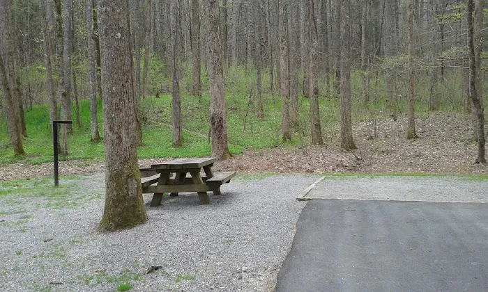 Davidson River Campground Picture 5