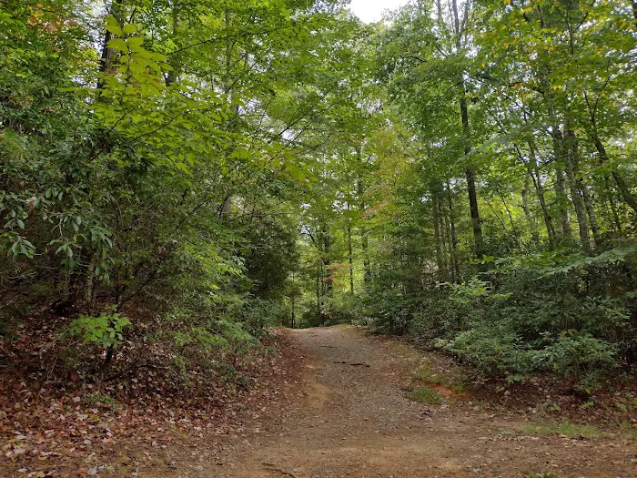 Davidson River Campground Picture 9