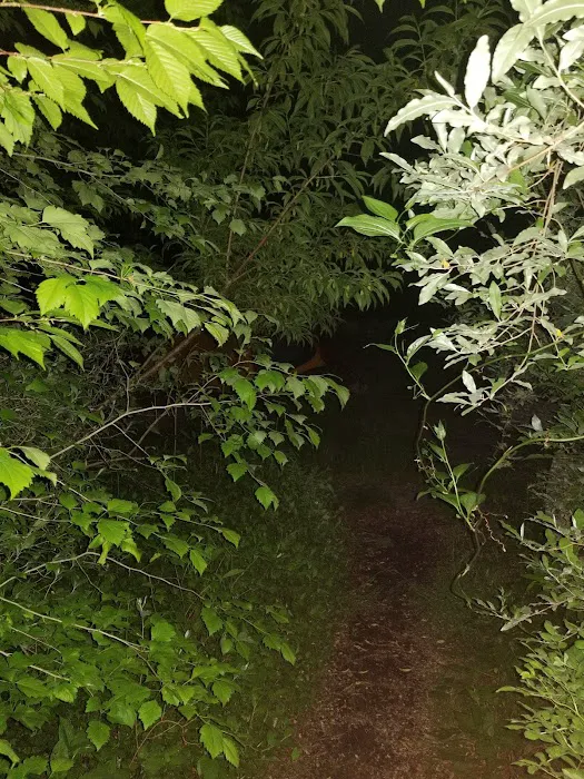 Davidson River Campground Picture 2