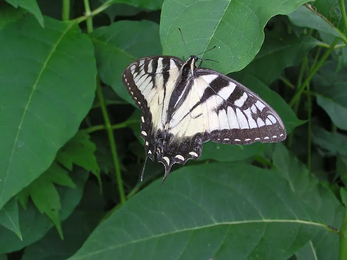 White Pine Group Camp Site Picture 6