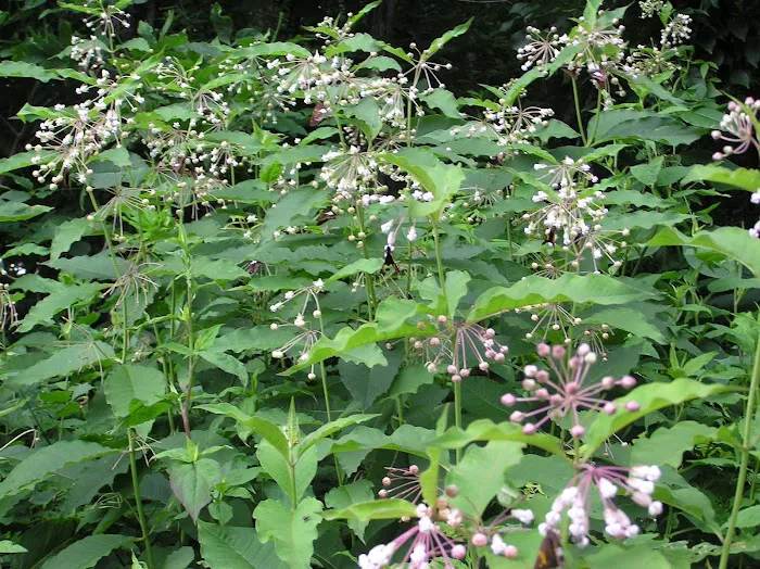 White Pine Group Camp Site Picture 4