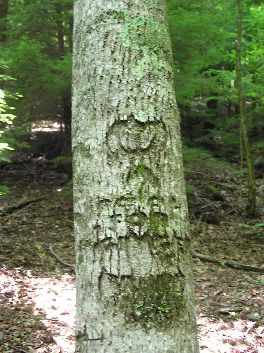 White Pine Group Camp Site Picture 8