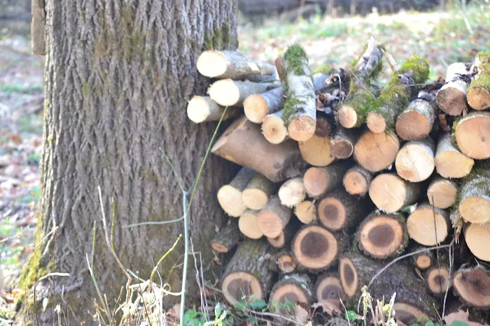 River Forge RV Park and Campground Picture 5