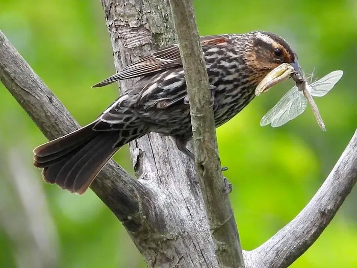 Schnable Lake Family Campground Picture 7