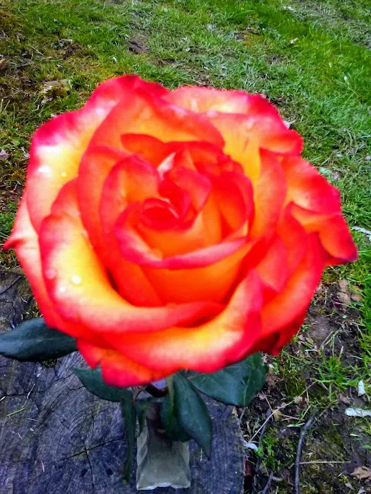 Camelot Campground Picture 3