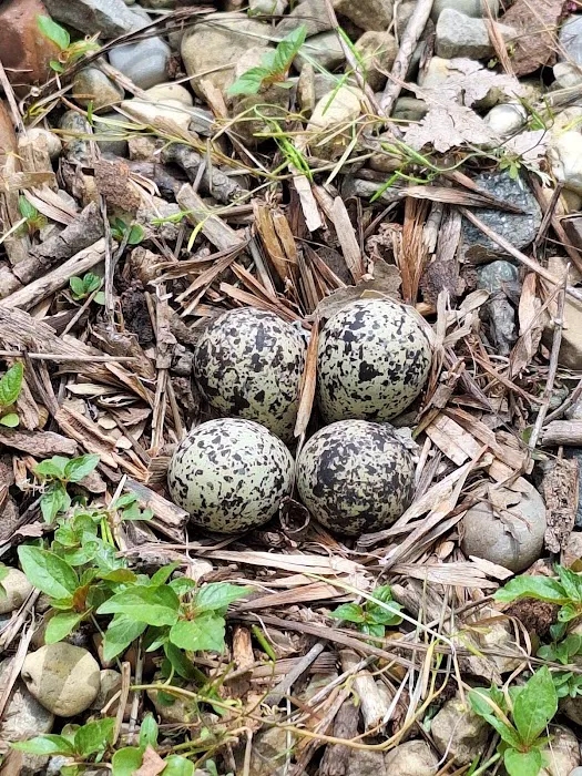 Giles Campground Picture 10